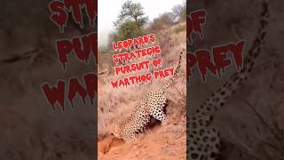 Battling Beneath Leopards Strategic Pursuit of Warthog Prey in Burrows [upl. by Lednek601]