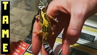 Taming A Baby Leopard Gecko [upl. by Adrien611]