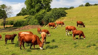 Brown Cows Going to the Pasture 🐮 Cow Sounds with Music🐮 [upl. by Antonie]