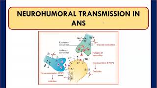 NEUROHUMORAL TRANSMISSION IN ANS amp COTRANSMITTERS [upl. by Felicio]