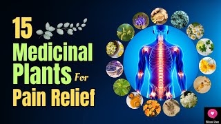 15 Medicinal Plants for Pain Relief  Natures Soothing Remedies  Healing Plants  Blissed Zone [upl. by Llezom692]