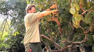 How to Prune a Cherimoya Tree [upl. by Standice]