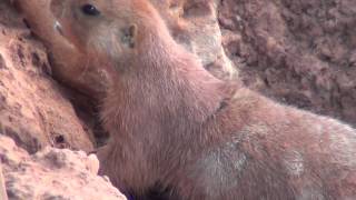 Prairie Dogs Barking [upl. by Collin]