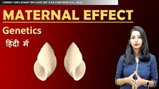 Maternal Effect I Inheritance Biology I Genetics I CSIRNET GATE IITJAM ICMR DBT GATB MSc BSc CUET [upl. by Ylrevaw]