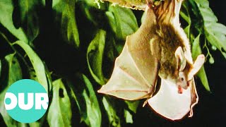 The Rarely Seen Nightlife Of Bats amp Why They Are Vital For The Earth  Our World [upl. by Hoffarth465]