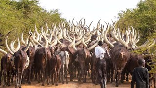 African Farmers Raise Millions Of Livestock This Way  African Farming [upl. by Thevenot]