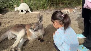 Caversham Wildlife Park a must visit lots of kangaroos and other wild animals Perth WA [upl. by Kallman]