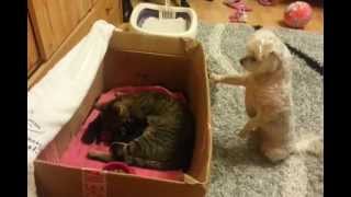 My dogs first time to see a baby kitty [upl. by Rodl]