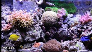 Reef Aguarium 2 year time lapse video in HD [upl. by Mosora]