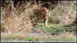 Tigress Machli Kills 14 foot long Crocodile [upl. by Krystle582]