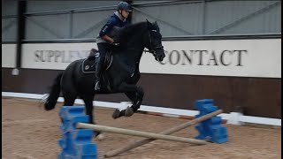 my show jumper groom lewis jumps gee [upl. by Eelegna]