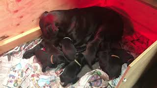 Heartwarming Moment Watch a Momma Dog Nurse Her Adorable Puppies in their Whelping Box [upl. by Gnel]