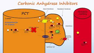 Diuretics  Part 1  Osmotic Diuretics amp Carbonic Anhydrase Inhibitors [upl. by Lavoie]