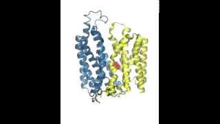 OutwardtoInward Conformational Change of Fucose Transporter [upl. by Aisatnaf477]