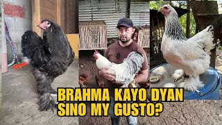 BRAHMA KYO DYAN SINO MY GUSTO [upl. by Ayel]