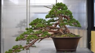 Juniperus drupacea  Syrian Juniper [upl. by Yessak]