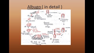 Albugo  For BSc and MSc  ALL ABOUT BIOLOGY  BY JYOTI VERMA [upl. by Bonar]