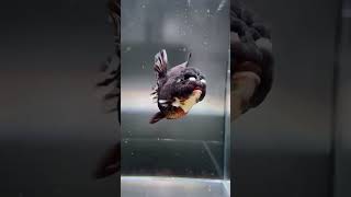 oranda goldfish 🐠🐟 youtubeshorts subscribe goldfishlover music aquariumfish tranding viralsho [upl. by Fernas]