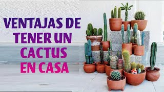 Beneficios De Tener Cactus En La Casa 🏠🌵 [upl. by Thill]