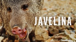 Critter Spotlight  The Javelina [upl. by Nancee]