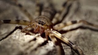 The Giant Huntsman is a Cave Spider of Nightmarish Proportions [upl. by Zemaj]