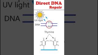 Direct DNA repair animation dnarepair [upl. by Iaj]