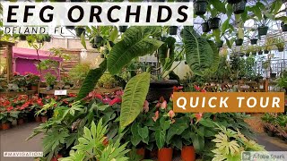 Tour of EFG Orchids l The Best Orchids Nursery in Florida l Shorts [upl. by Nyram]