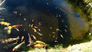 GartenteichSchwimmteich mit Koi Sterlet Wimpelkarpfen und Regenbogenelritzen [upl. by Lusty]