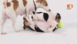 Family playtime  Good Dogs DogTV [upl. by Sathrum]