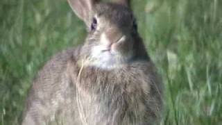 Animals in action  Wild rabbits [upl. by Ennaitsirk]