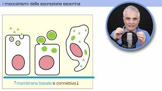 Epitelio ghiandolare esocrino [upl. by Ahrens]