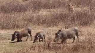 Lioness Hunting Warthog  A Real Life Nala Trying to Kill Pumba For Lunch [upl. by Pontius]