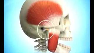 Articulation temporomandibulaire [upl. by Massey]