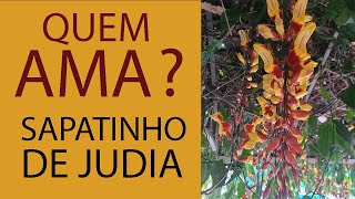 SAPATINHO DE JUDIA FLORAÇÃO [upl. by Htezil]