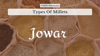 Jowar  Sorghum  ज्वार  ज्वारी  MilletKhazana  Sanjeev Kapoor Khazana [upl. by Thorny]