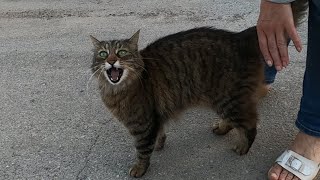 Cat meowing very loudly with extraordinary speed [upl. by Anaeed113]