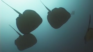 Stingrays  Reef Life of the Andaman  Part 5 [upl. by Lorelei779]