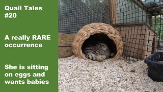 Quail Tales 20 Broody Quail hen sitting on eggs [upl. by Naaitsirhc]