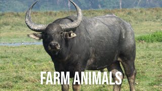 Buffalo Muscovy Duck Ostrich Cow Pig Chicken Rabbit  Farm Animals Sounds  Beauty Tip TV [upl. by Genevieve]