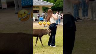 Nara Park deer 🦌 in japan [upl. by Rumilly]