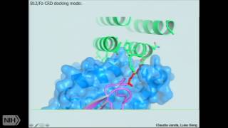 Tuning cellsurface receptor signaling through structurebased ligand engineering [upl. by Davida]