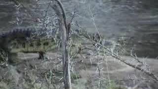 Crocodile eats Monkey actually a white tailed mongoose [upl. by Hannad948]