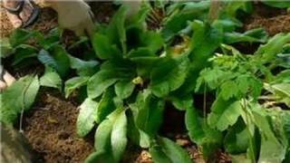 Transplanting amp Maintaining Garden Perennials  How to Transplant Primulas [upl. by Firmin]