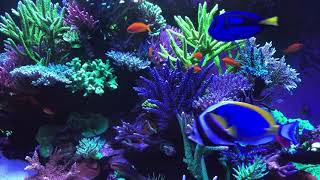 🐟 Coral Reef Aquarium Fish Tank with Water Sound  Tropical Fish Screensaver 10 Hours [upl. by Nilac]