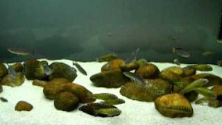 Tropheus amp Cyprichromis tank [upl. by Walrath]