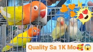 Vlog367 Dec Ino Aqua Opa B1😱🦜😱Aqua Opa Pale Fallow🦜😱🦜Green Euwing Opa Dilute🦜😱🦜DunFallow Sa 5K Mo😱😱😱 [upl. by Zetrauq376]