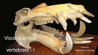 11 visceral arches in vertebrates part I [upl. by Galvan435]