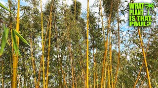 Phyllostachys Vivax Chinese timber bamboo  One of the hardiest timber bamboo  Can grow to 70 ft [upl. by Dylane]