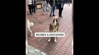 Fun With Dogs 🐶🤣 dogs funny shorts singer dancing [upl. by Deach]