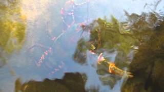 Wild freshwater yabbie in Berowra Valley Sydney [upl. by Narat]